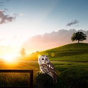 landscape photographers