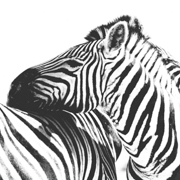 animal photographers