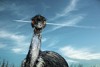 animal photographers