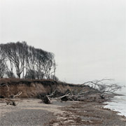 Robin Forster