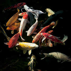art & fine art photographers