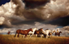 animal photographers