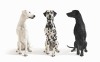 animal photographers