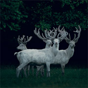 landscape photographers