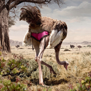 animal photographers