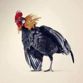 animal photographers