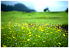 landscape photographers