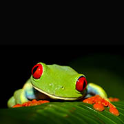 animal photographers