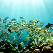 marine photographers