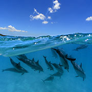 underwater photographers