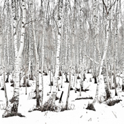 landscape photographers