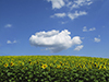 landscape photographers