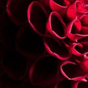 art & fine art photographers
