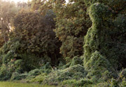 landscape photographers