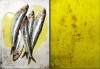 Pia Grimbuehler Photography