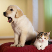 animal photographers