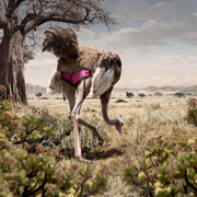 animal photographers
