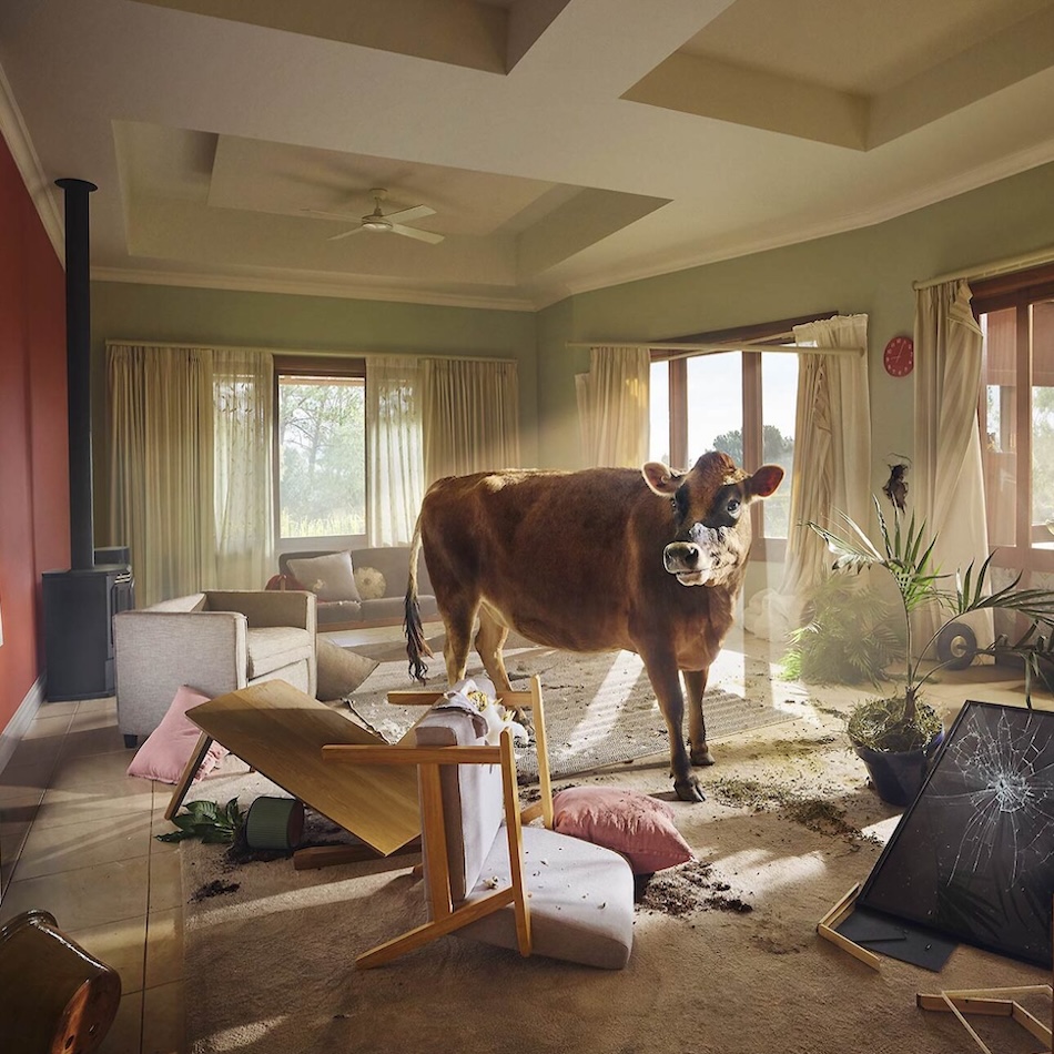 animal photographers