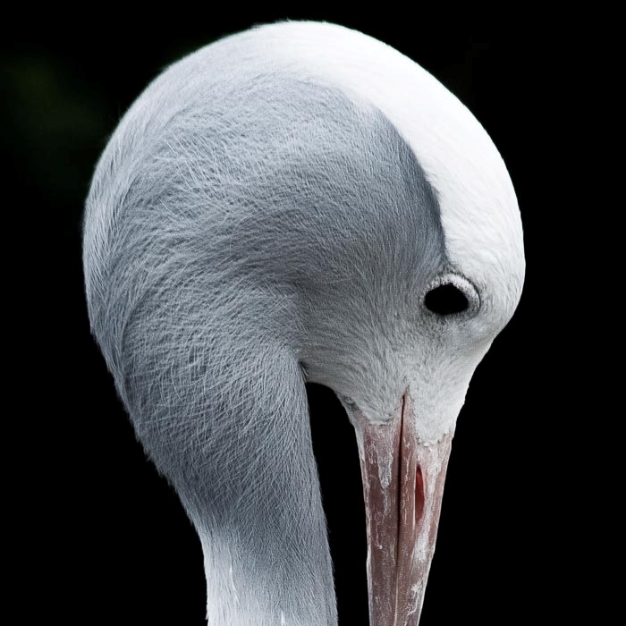 animal photographers