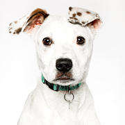 animal photographers