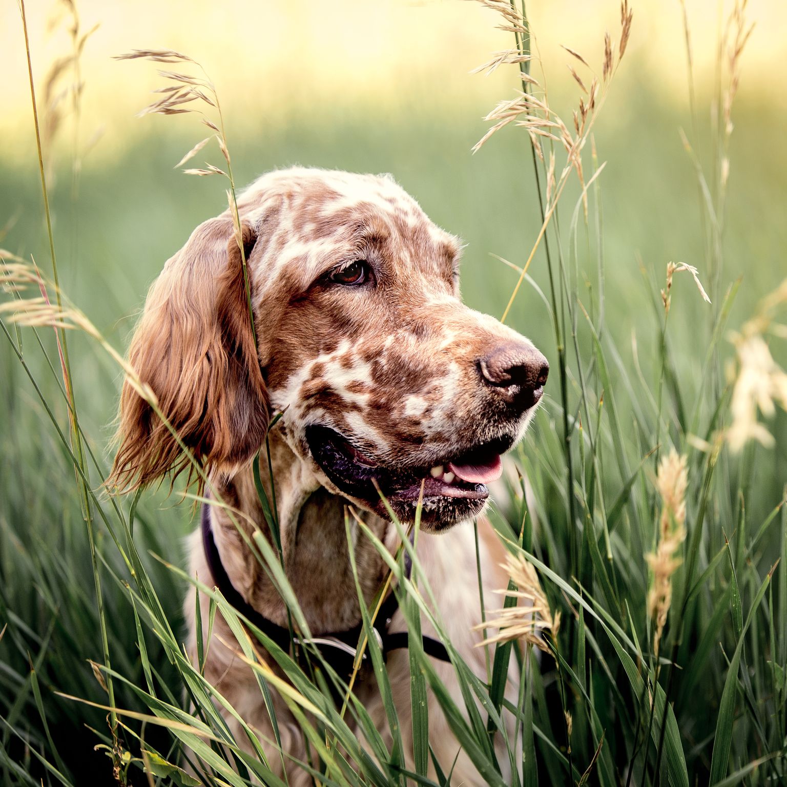 animal photographers
