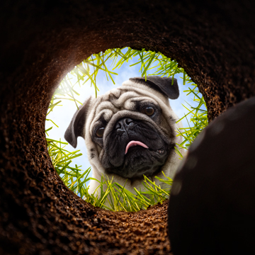 2D compositing/ photo