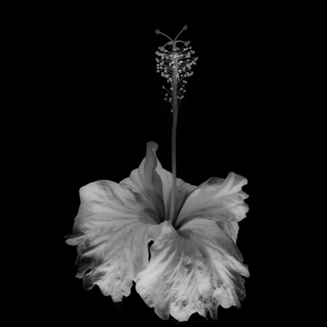 still life photographers