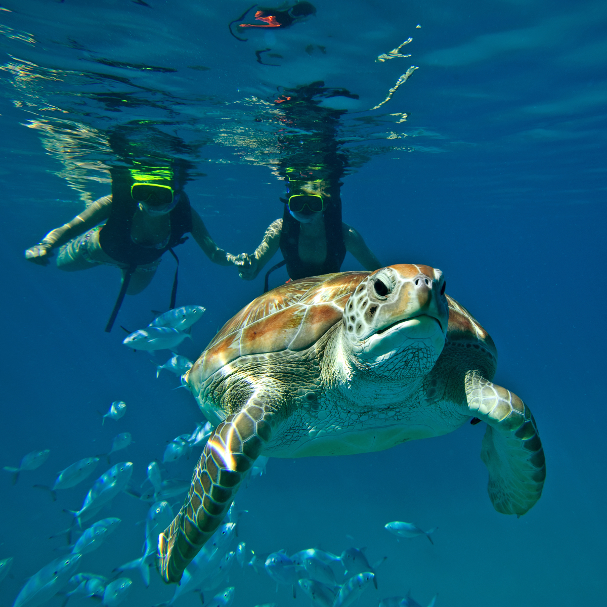 underwater photographers
