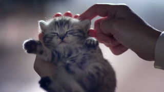 Title: Kitten in Your Hand gallery
