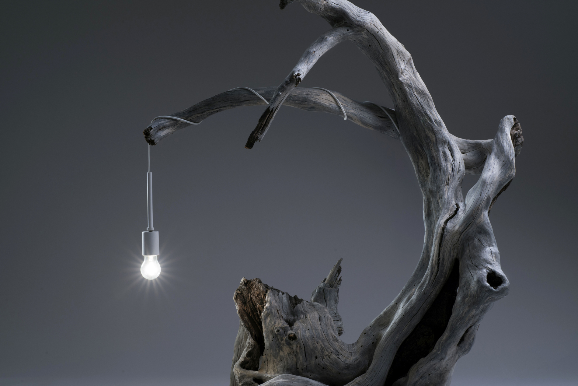 Oak Seed Studio