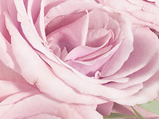 STILL LIFE PHOTOGRAPHY