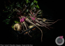 pink lady®  food photographer of the year