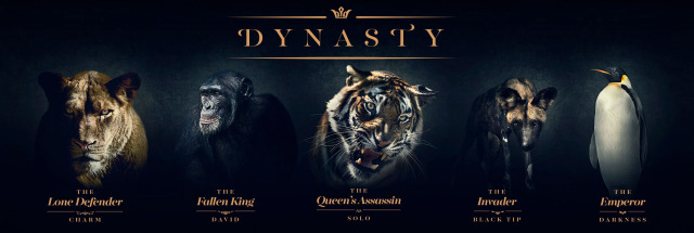 Project: Dynasty Showcase Wall Art gallery
