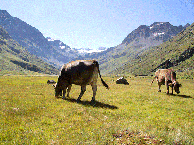 CINEMAGRAPHS & ANIMATED GIFs
