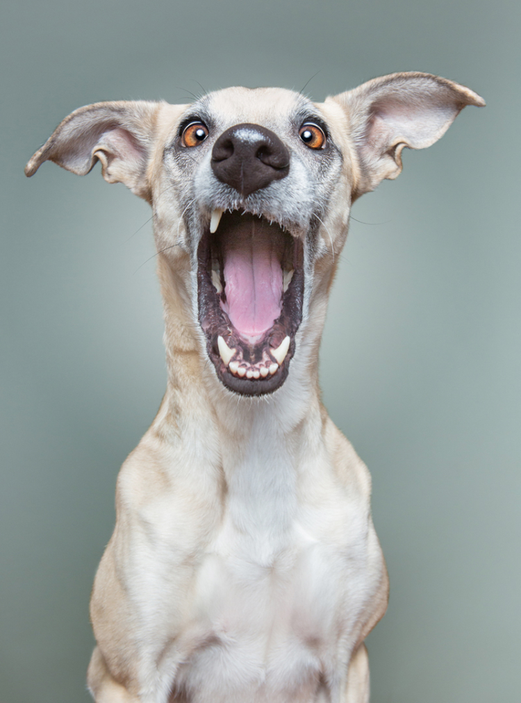 Animal photographers