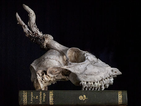 STILL LIFE PHOTOGRAPHY
