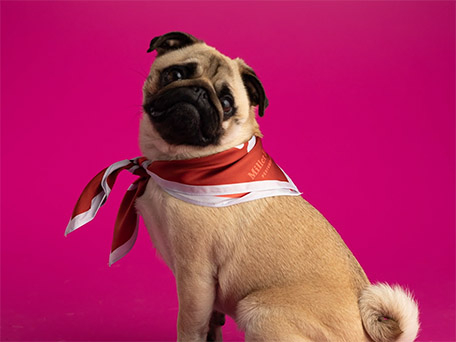 CINEMAGRAPHS, GIFS AND STOP MOTION