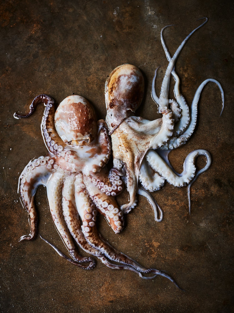 Food & drink photographers