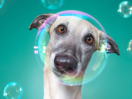 STOCK PHOTO & VIDEO AND IMAGE LIBRARIES & LICENSING