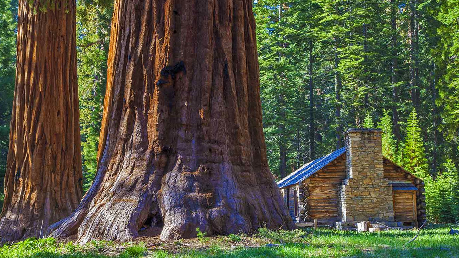 Самые большие дерево фото. Секвойя дерево. Секвойя дерево гигант. Секвойя вечнозелёная (Sequoia sempervirens). Секвойядендрон гигантский Мамонтово дерево.