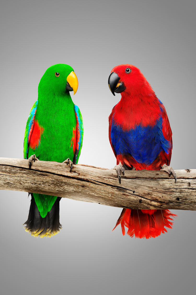 Food & drink and animal photographers