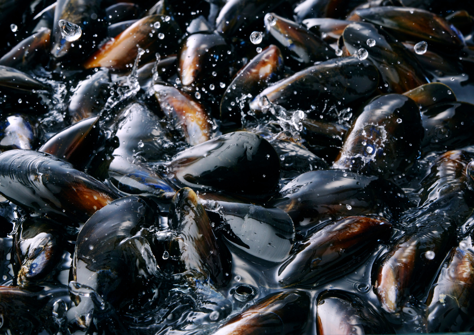 mussels