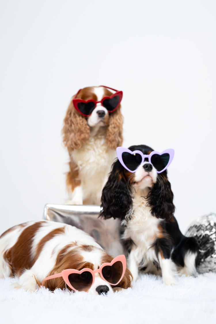 Animal photographers