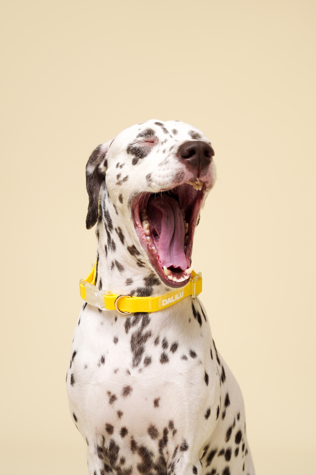 Le Terrier Studio