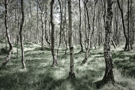 Richard Freestone