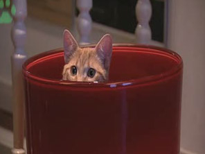 Catvertise