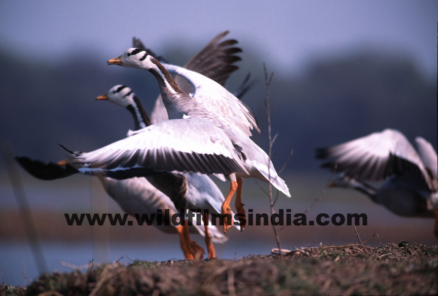 Mumbai: Wilderness Films India Ltd.