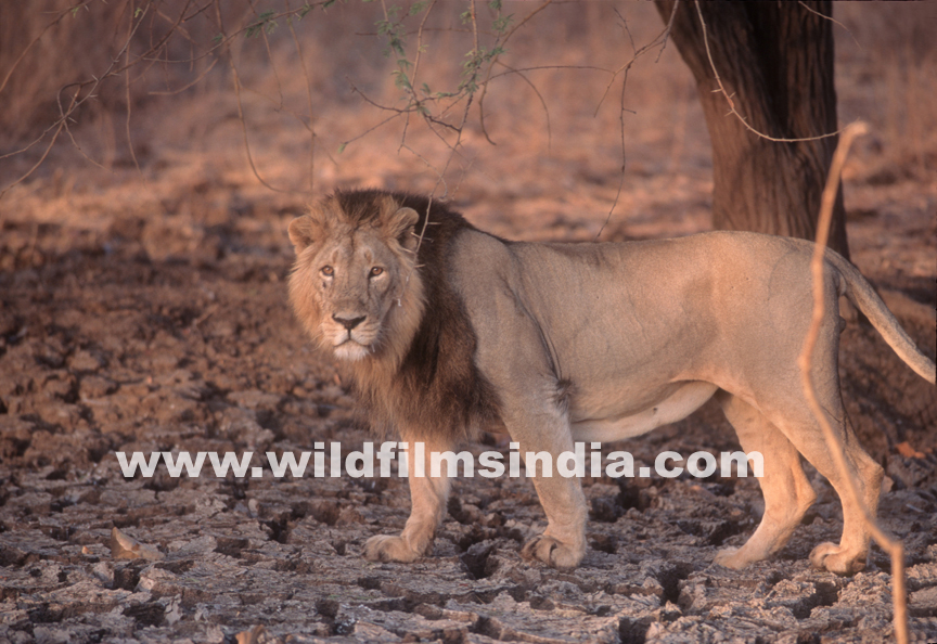 Wilderness Films India Ltd.