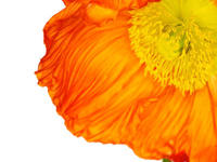STILL LIFE PHOTOGRAPHY