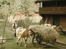 Belka & Strelka Film Production